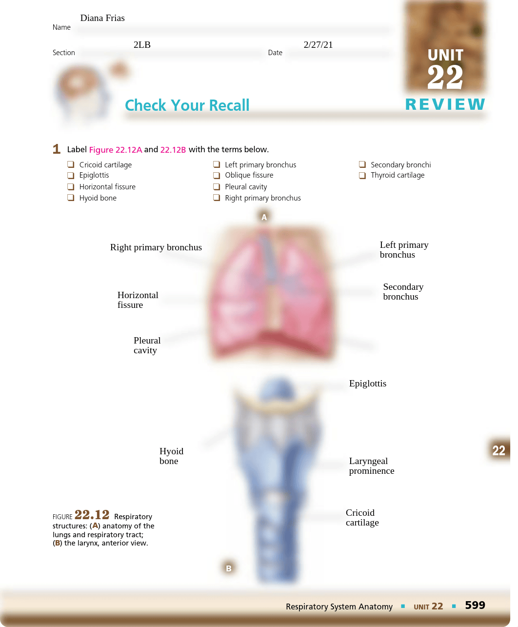 CYR Respiratory Anatomy (1).pdf_dijj8khfvbk_page1