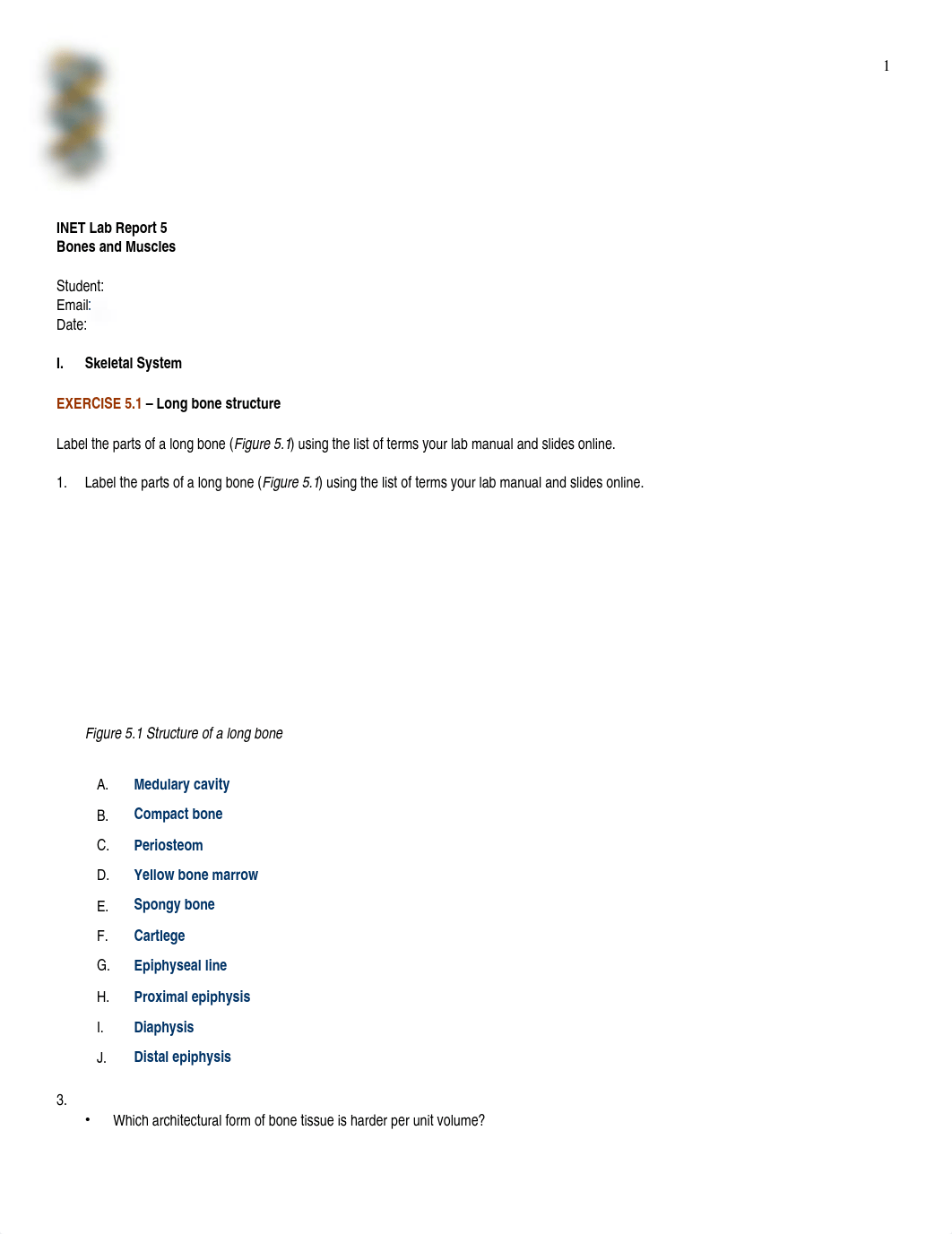 Lab_Report_10_-_Bones&Muscles_dik9q74rwdn_page1