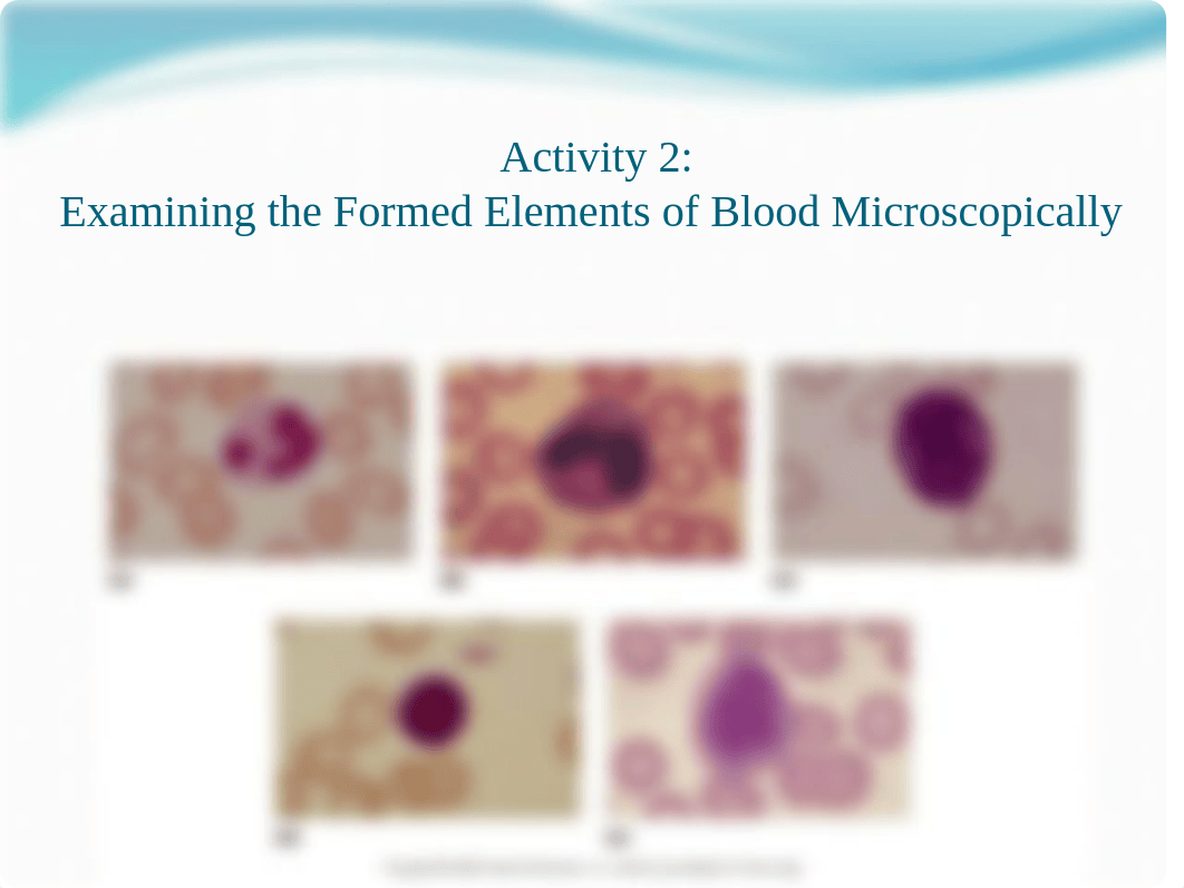 Lab Exercise 29 - blood - Student Version.pptx_dikb9fw04ty_page5