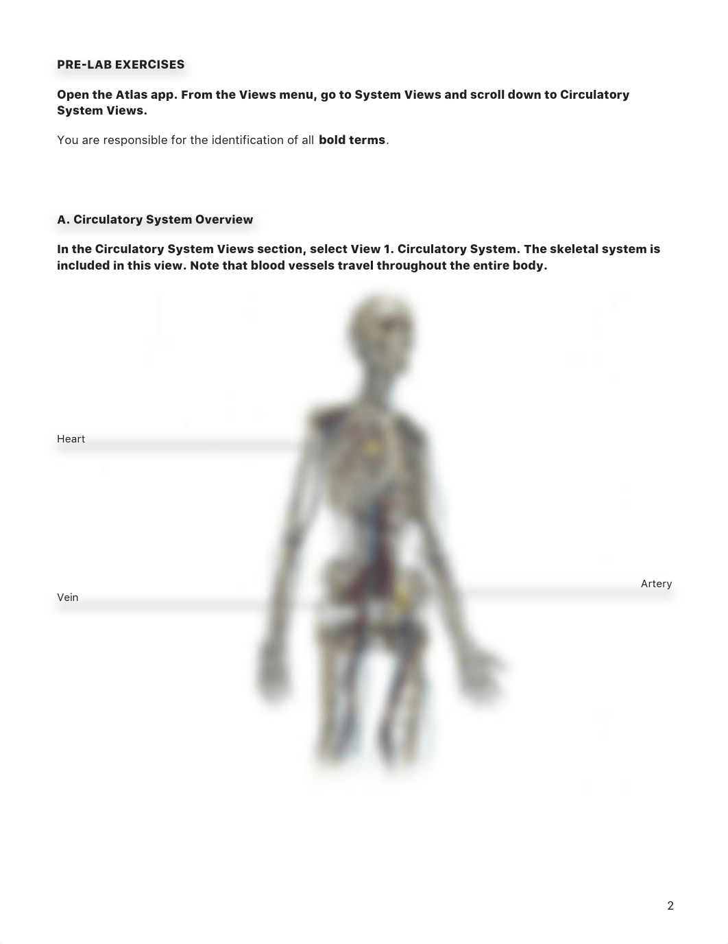 Blood and blood vessels lab.pdf_dikif7oqwj9_page2