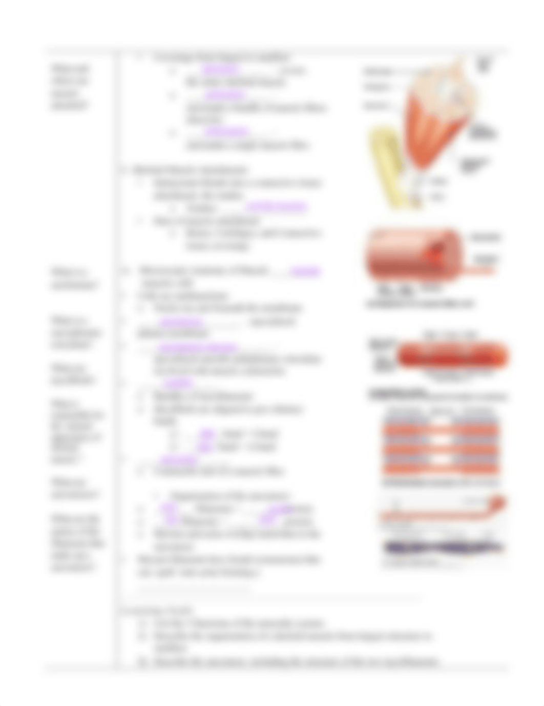 muscular_system_notes_part1_(1).pdf_diktefno96y_page2