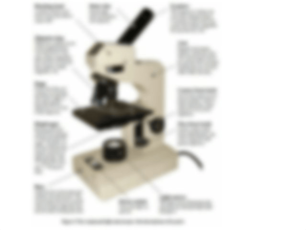 BIOL 2401 Lab Material For The Microscope.pdf_dilbyyqj1ur_page3