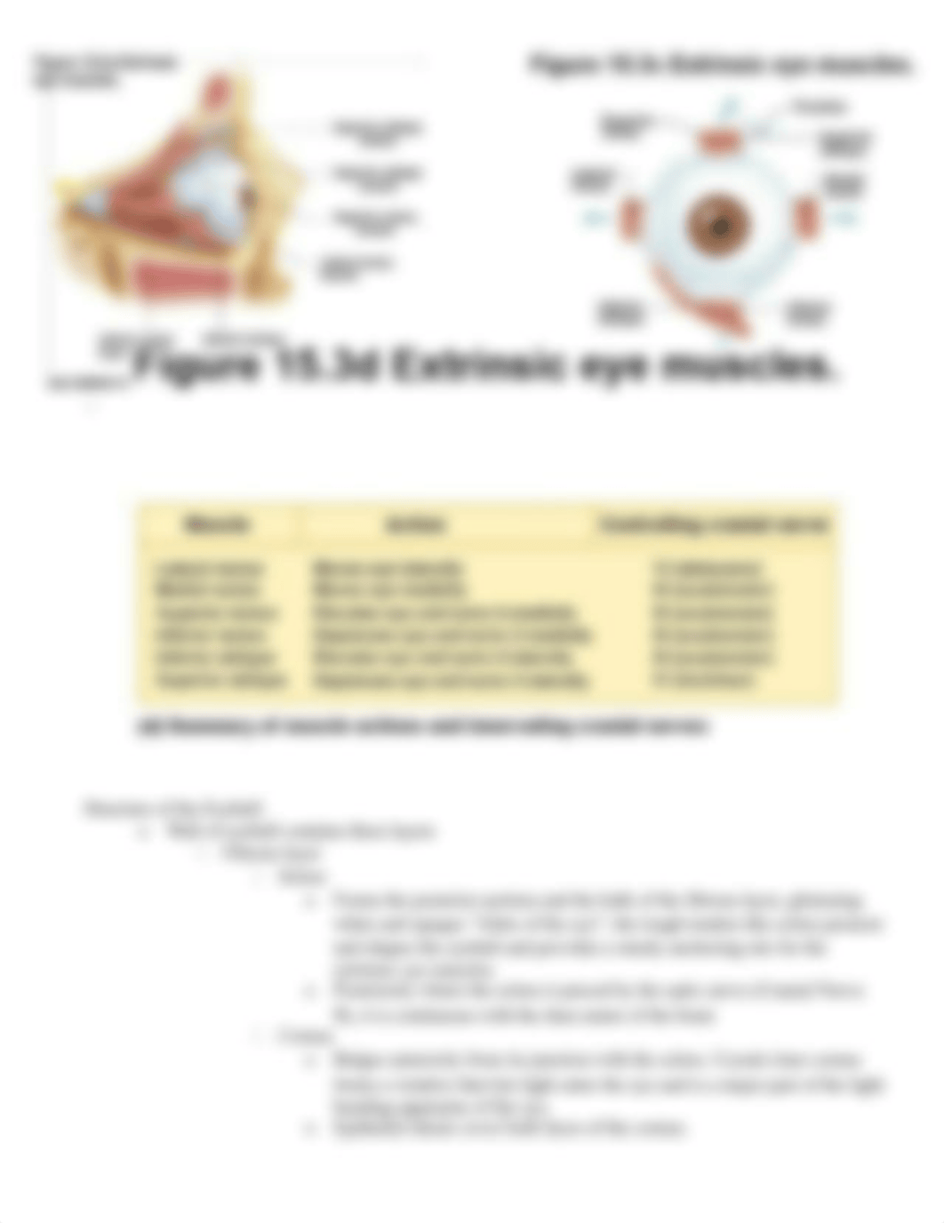 Chapter 15 Study Guide_dilr1sip49c_page3