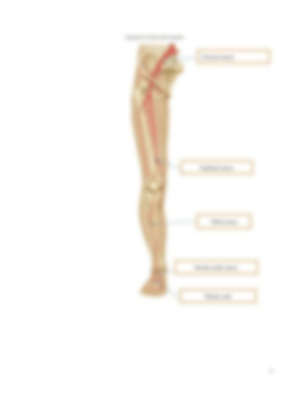 Week 1 Blood Vessels (1) (1).docx_dilxy952oc1_page5