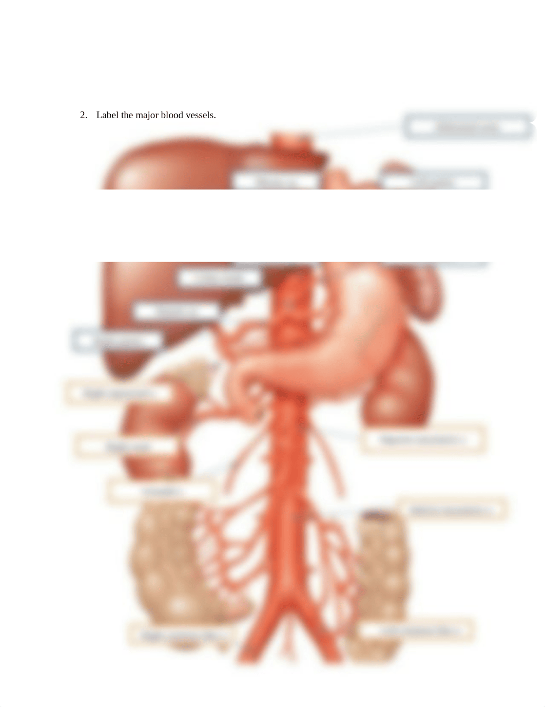 Week 1 Blood Vessels (1) (1).docx_dilxy952oc1_page2