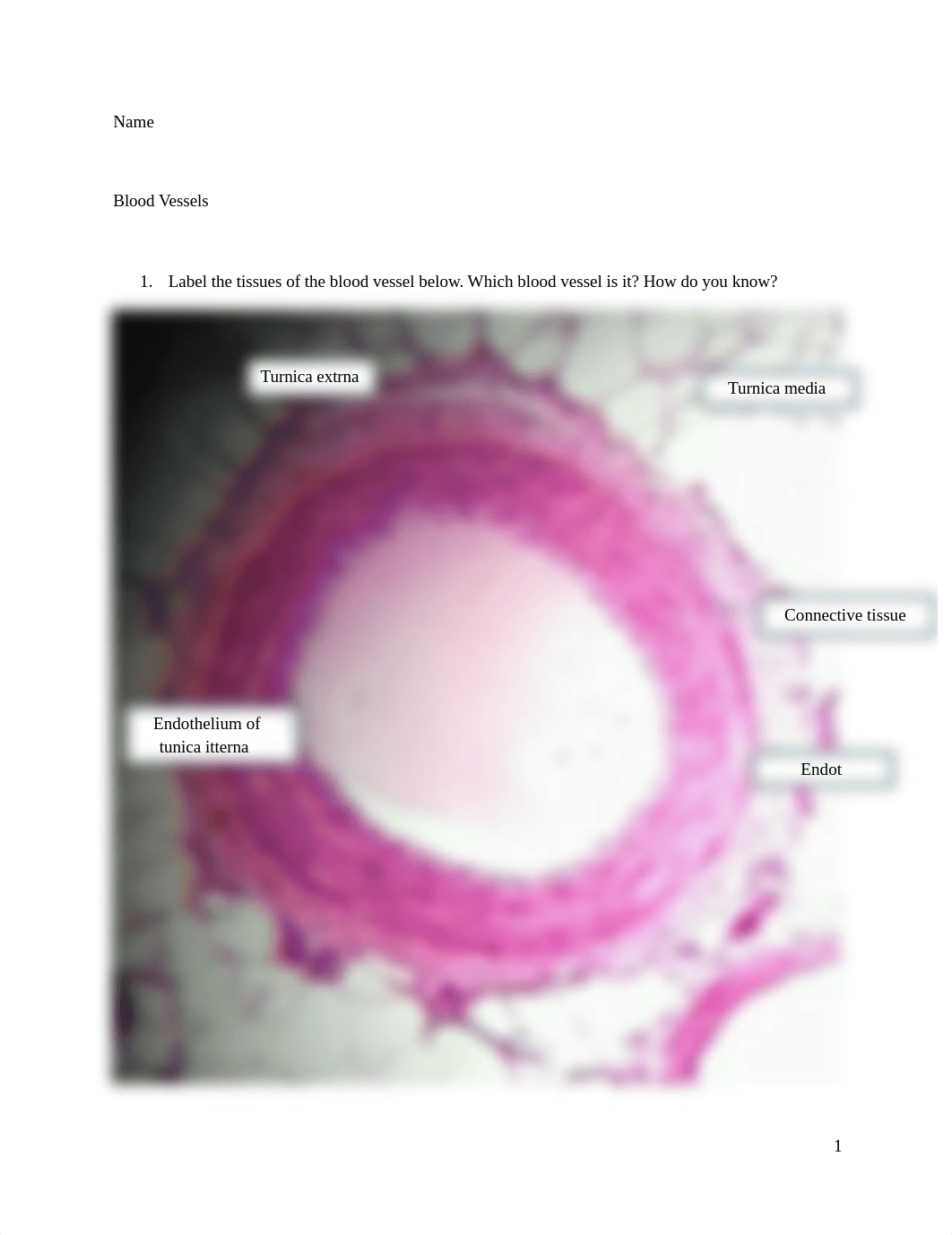 Week 1 Blood Vessels (1) (1).docx_dilxy952oc1_page1