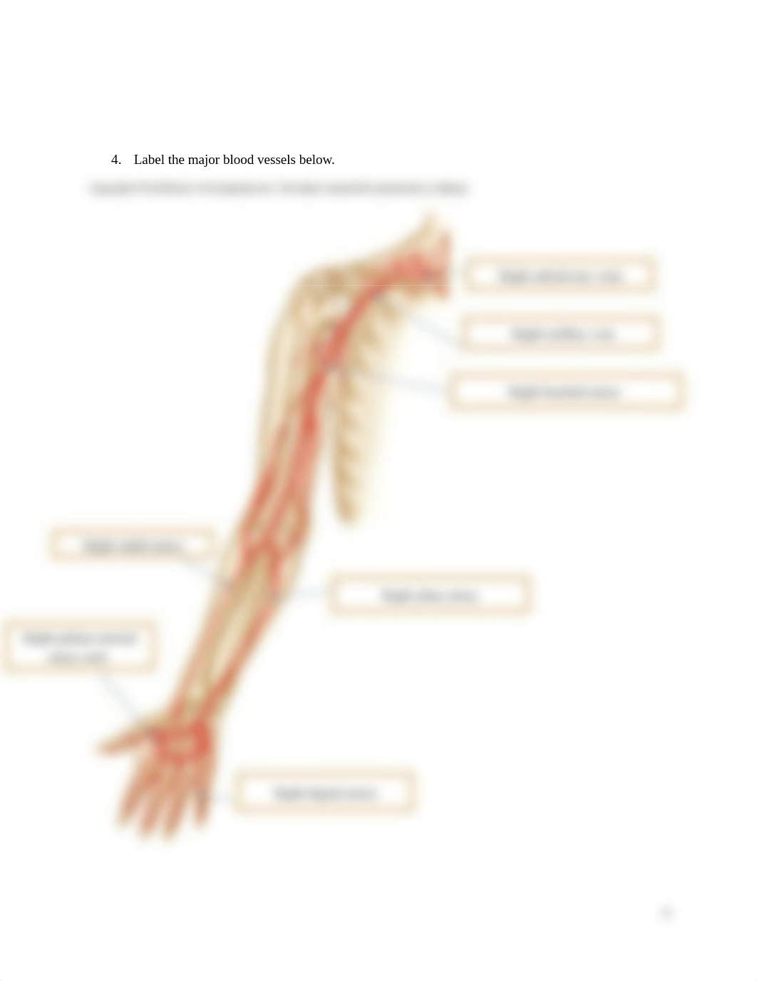 Week 1 Blood Vessels (1) (1).docx_dilxy952oc1_page4