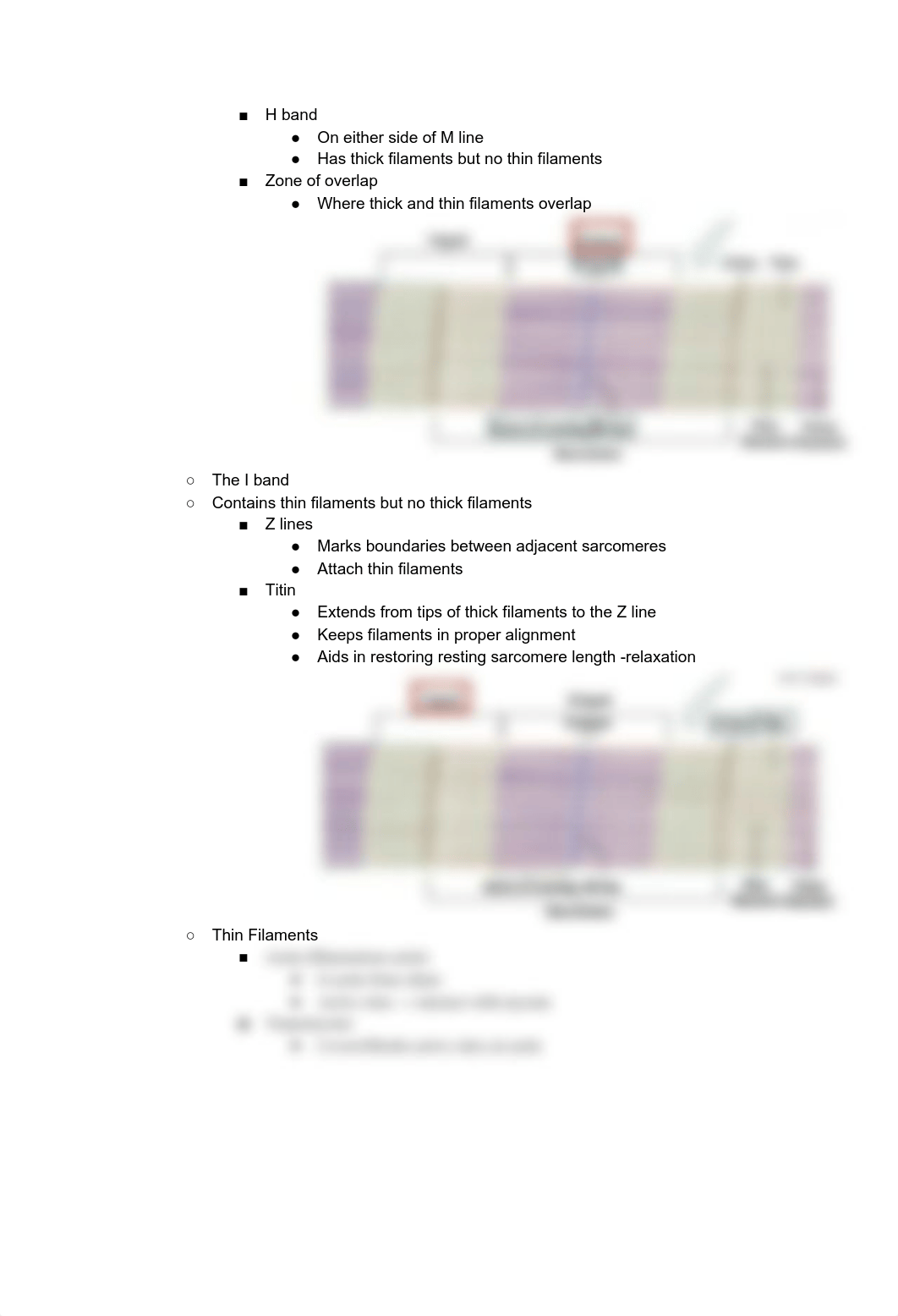 A&P Chapter 10 Muscle Tissue.pdf_dim30bqosfc_page5