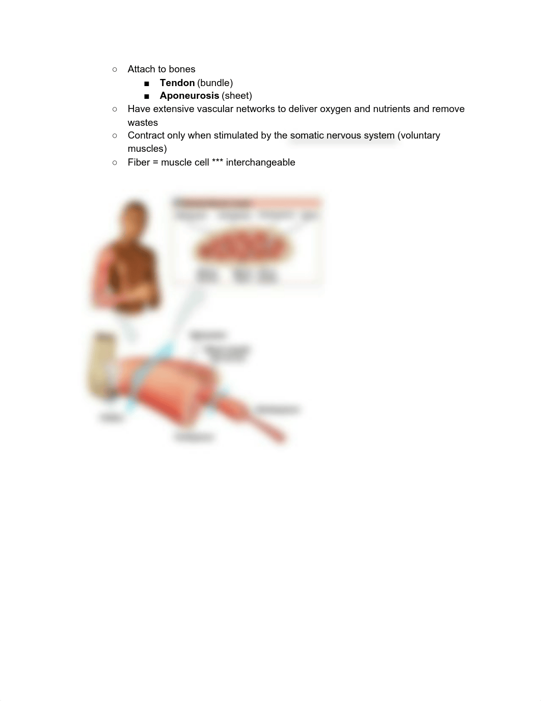 A&P Chapter 10 Muscle Tissue.pdf_dim30bqosfc_page2