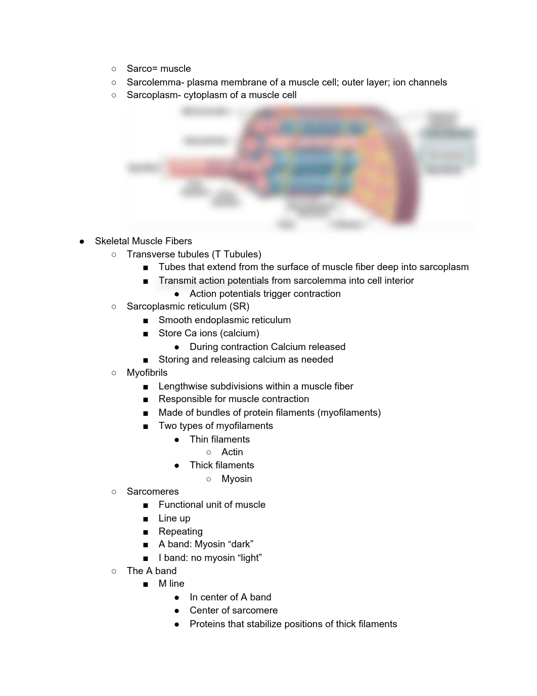 A&P Chapter 10 Muscle Tissue.pdf_dim30bqosfc_page4