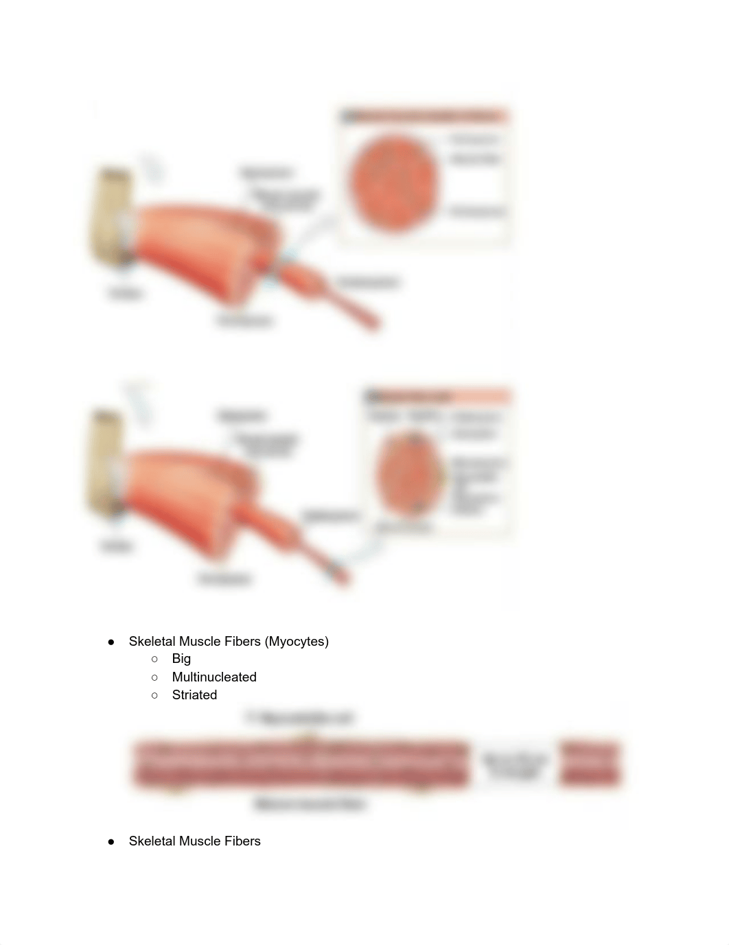 A&P Chapter 10 Muscle Tissue.pdf_dim30bqosfc_page3