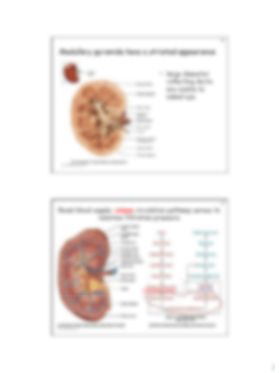 09 Ch 25 Urinary system study guide(19).pdf_dim4zgwc4nl_page3