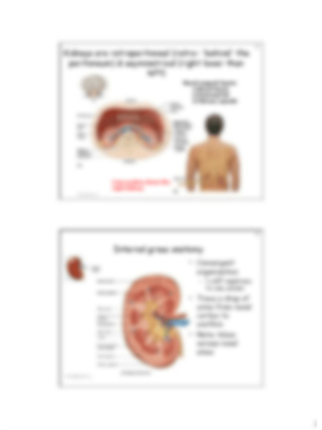 09 Ch 25 Urinary system study guide(19).pdf_dim4zgwc4nl_page2