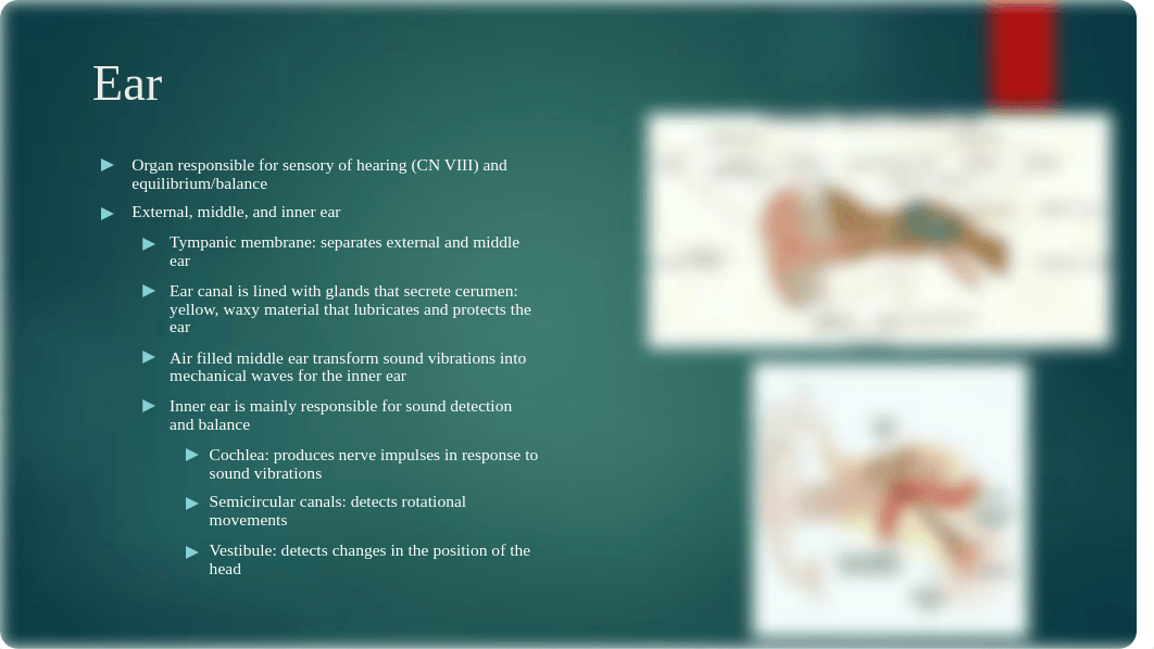 Ears, Nose, Mouth, Throat, Thorax, and Lungs.pptx_dimkh1i3fwp_page2