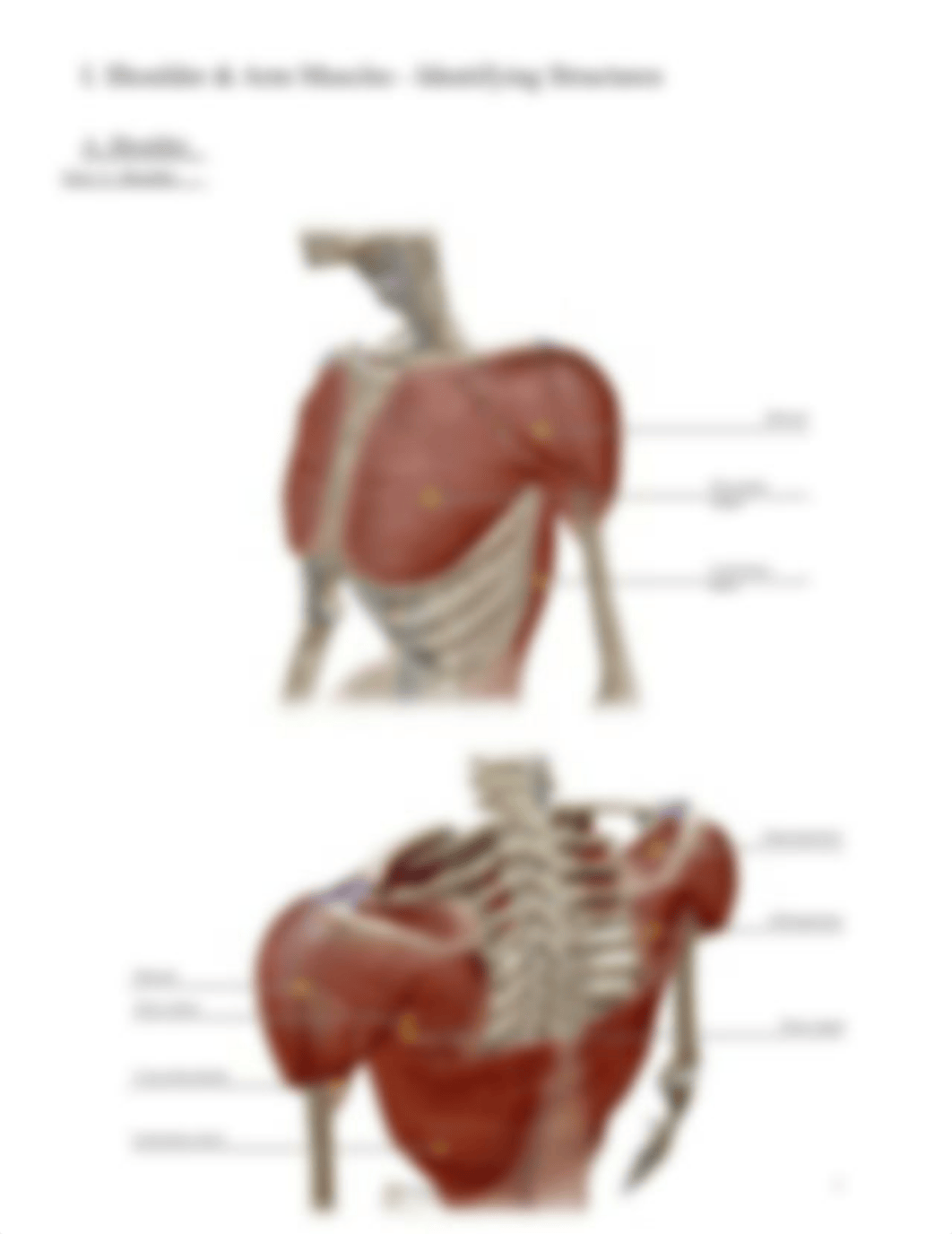 Shoulder_and_Arm_Muscles_VB_Exercise.pdf_dimuodevojb_page3