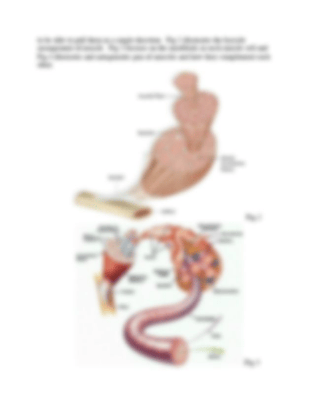 3 Muscles and Muscle Action.pdf_dinf1ah47kh_page3