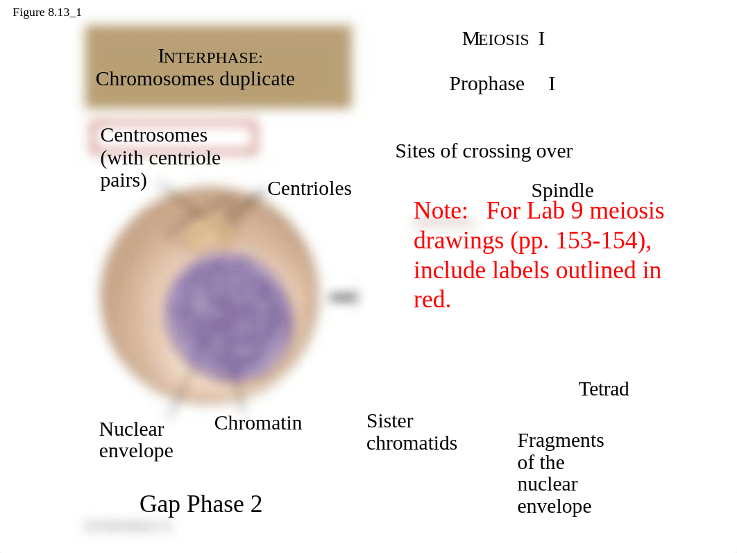 Bio 101_Lab 9 Meiosis Drawings_Spring 2020 (2).pptx_dinvesdl60r_page5