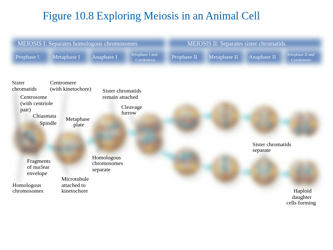 Bio 101_Lab 9 Meiosis Drawings_Spring 2020 (2).pptx_dinvesdl60r_page3