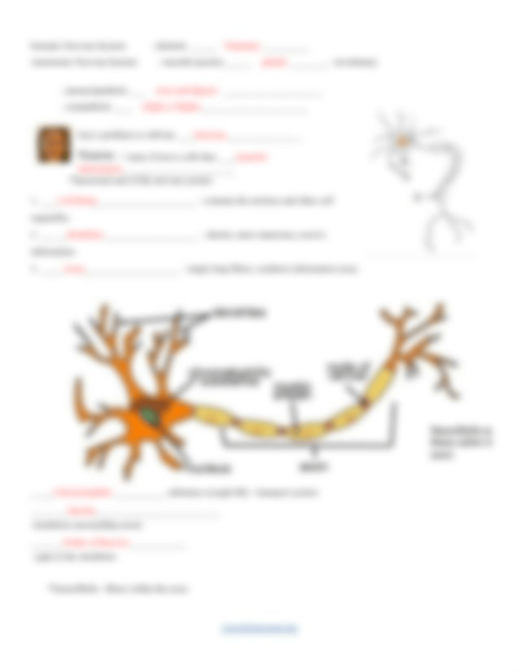 Nervous System Guided Notes DONE.pdf_dioj3g9rc49_page2