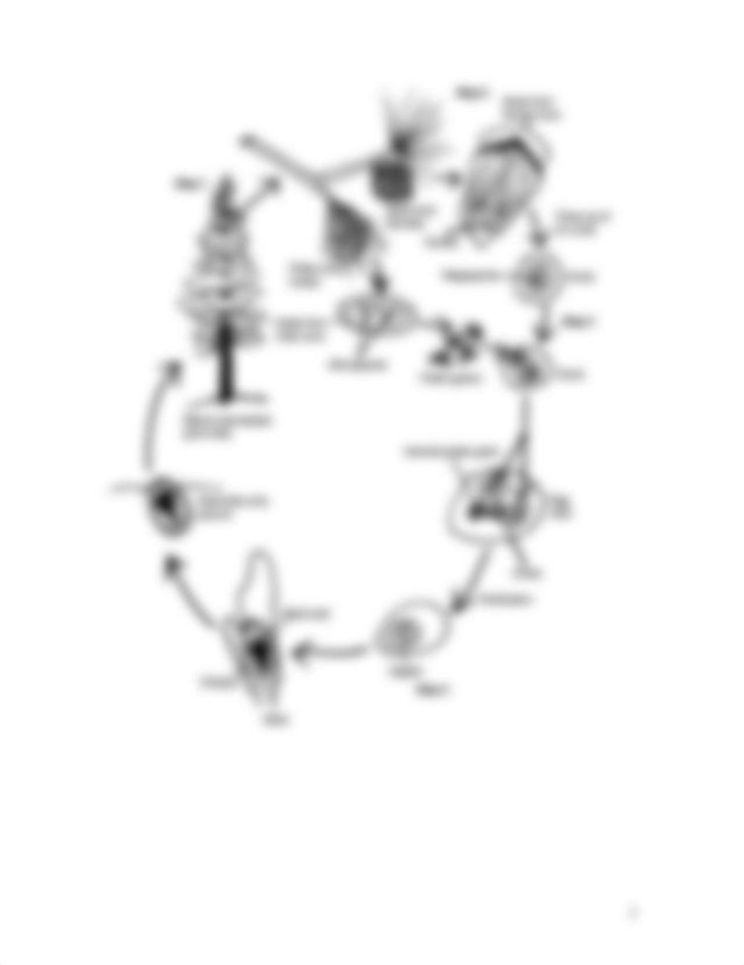 WS 4 Gymnosperms (1).docx_diojn45carn_page3