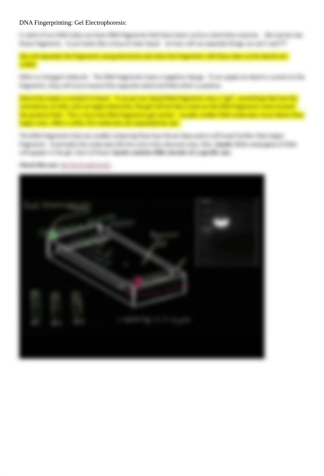 Lab 10 DNA Fingerprinting - Gel Electrophoresis Introductory Reading.pdf_diowvmne4eo_page2