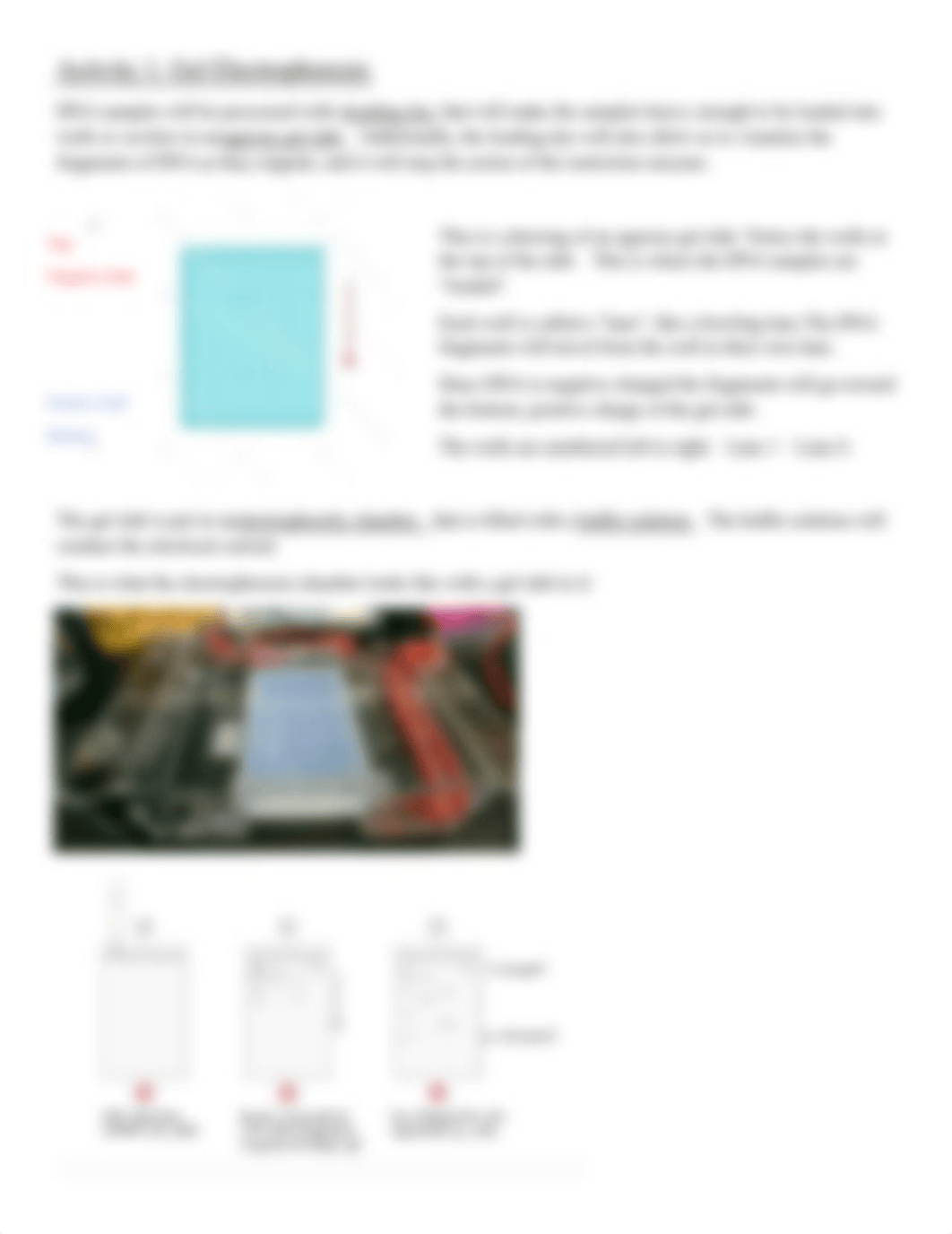 Lab 10 DNA Fingerprinting - Gel Electrophoresis Introductory Reading.pdf_diowvmne4eo_page3