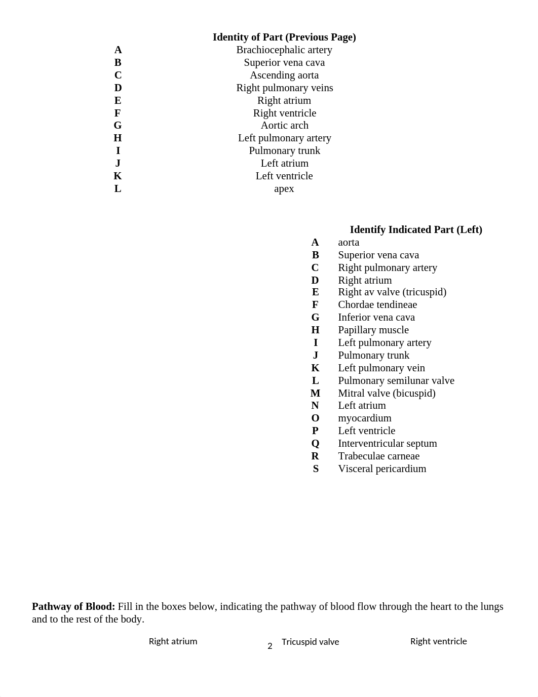 Lab 6 Cardiovascular System(1).docx_dip1d5ffi7g_page2