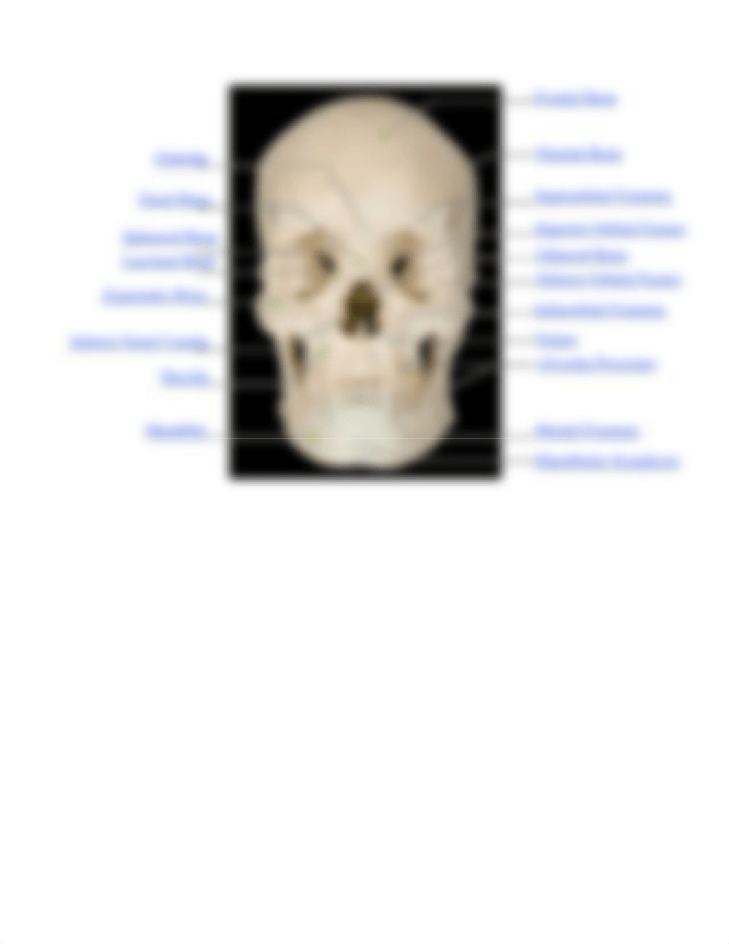 Ex09 Review sheet - The Axial Skeleton.pdf_dip4y4dp7ih_page3