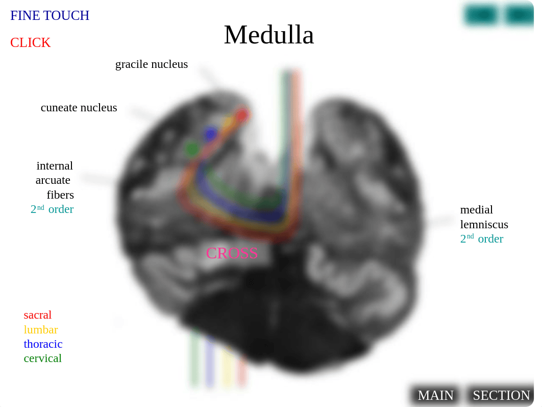 NeuroReview.ppt_dipd7p4vaa9_page5