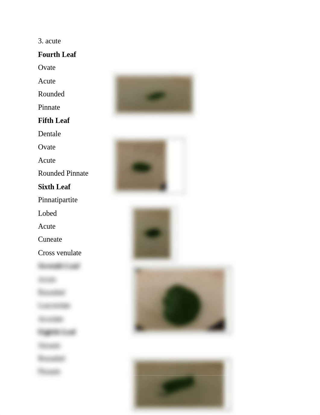 Plant form and function Lab Report_dipf2k3w13c_page3