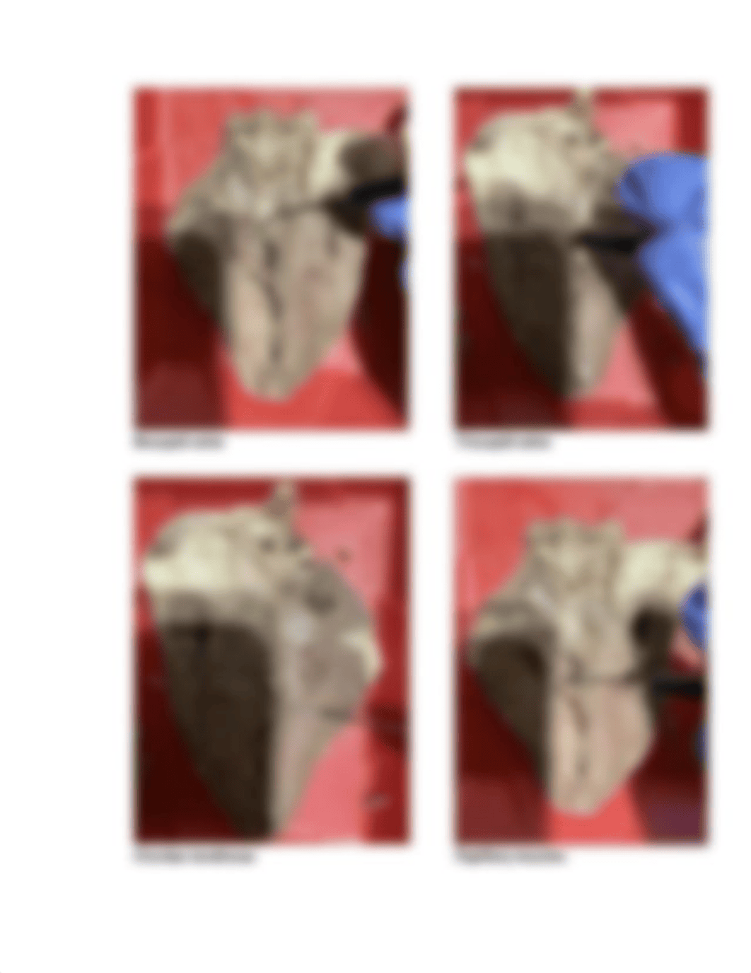 Mammalian Heart Dissection student lab assignment.docx_dipwjno7gt6_page2