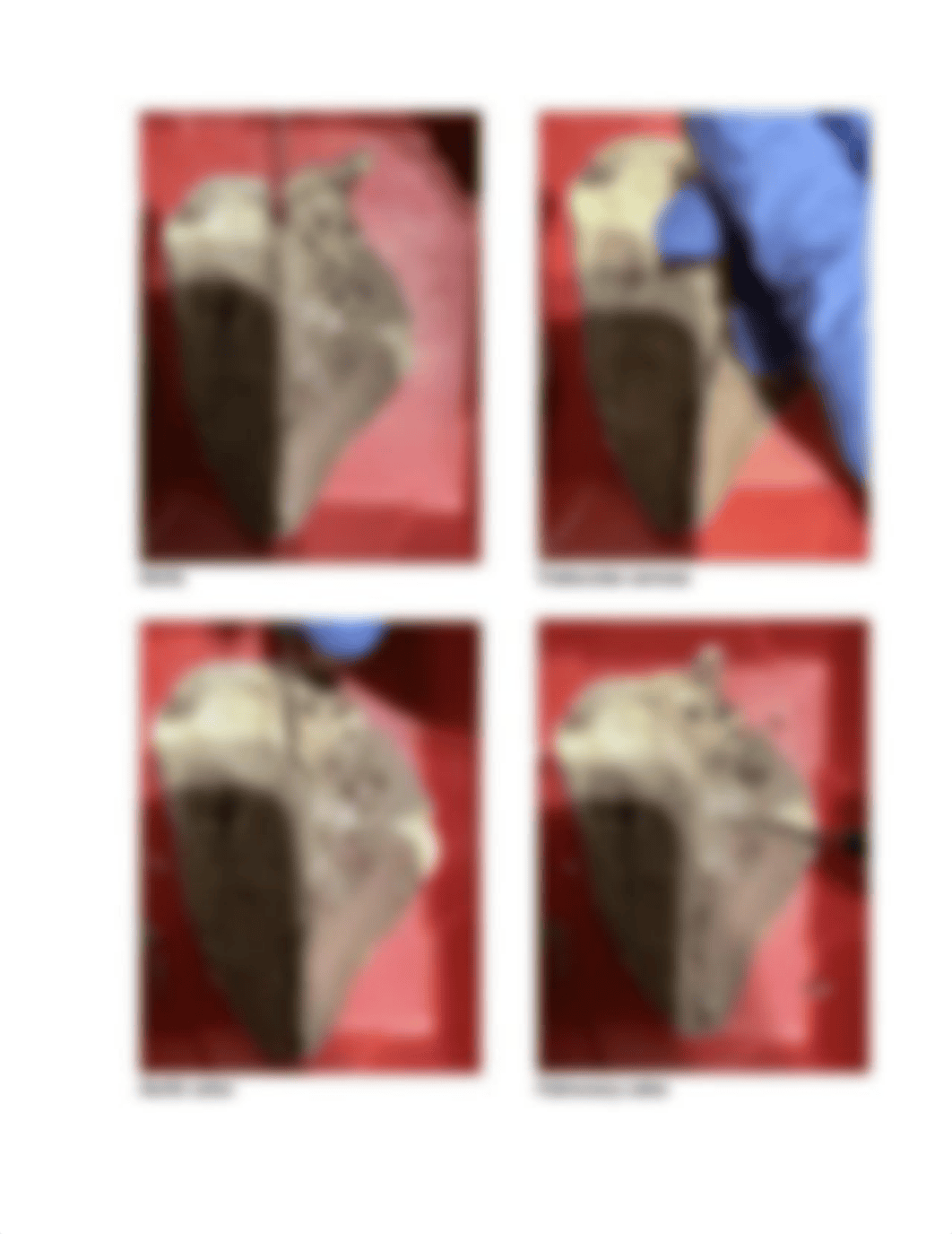 Mammalian Heart Dissection student lab assignment.docx_dipwjno7gt6_page4