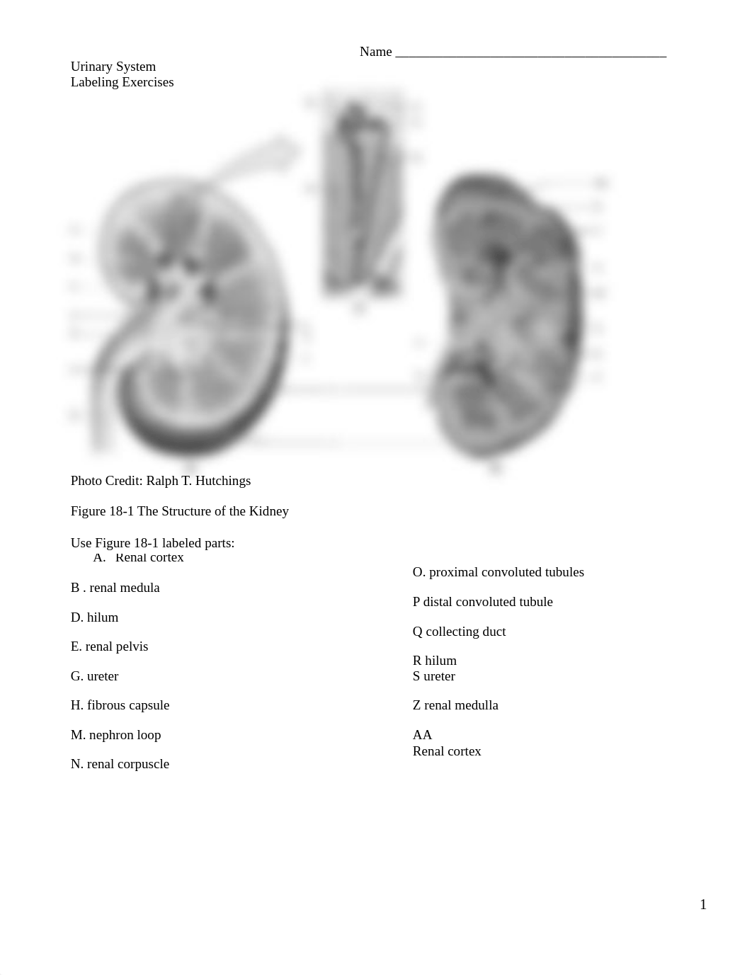 Urinary System Worksheet[2636] complete.docx_diqgbug0vjl_page1