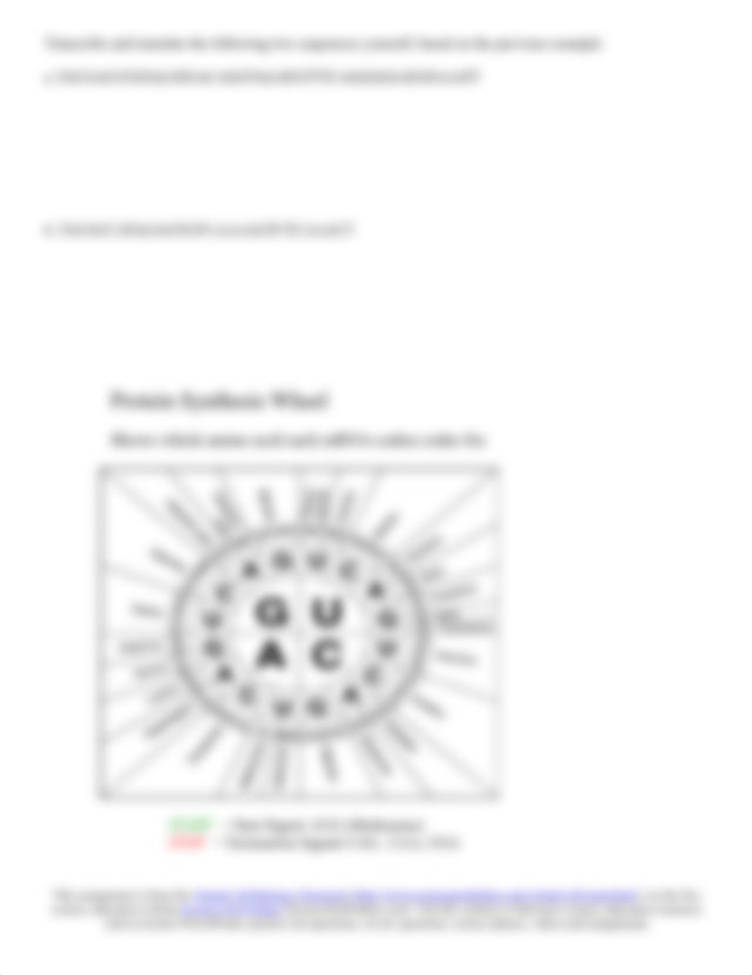 Chapter 5 Genetics-Transcription-Translation-Homew_diqobtr41w4_page2