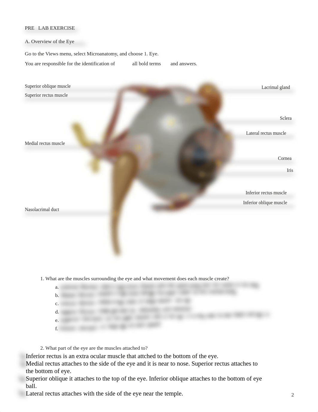 lab manual_senses eye_atlas.pdf_diqqq7r1q7j_page2