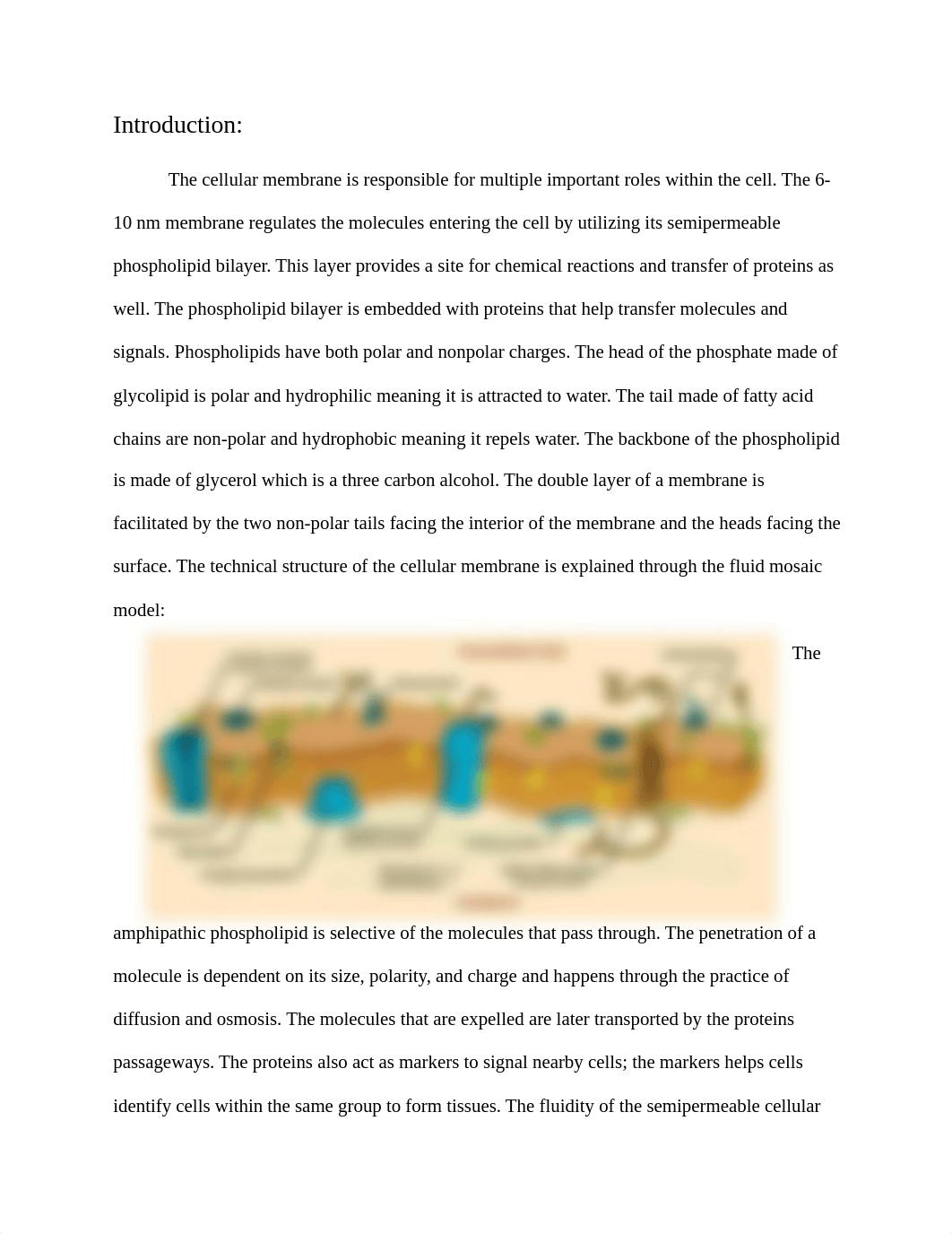 cellular membrane lab.docx_diqvu1ci4o4_page2