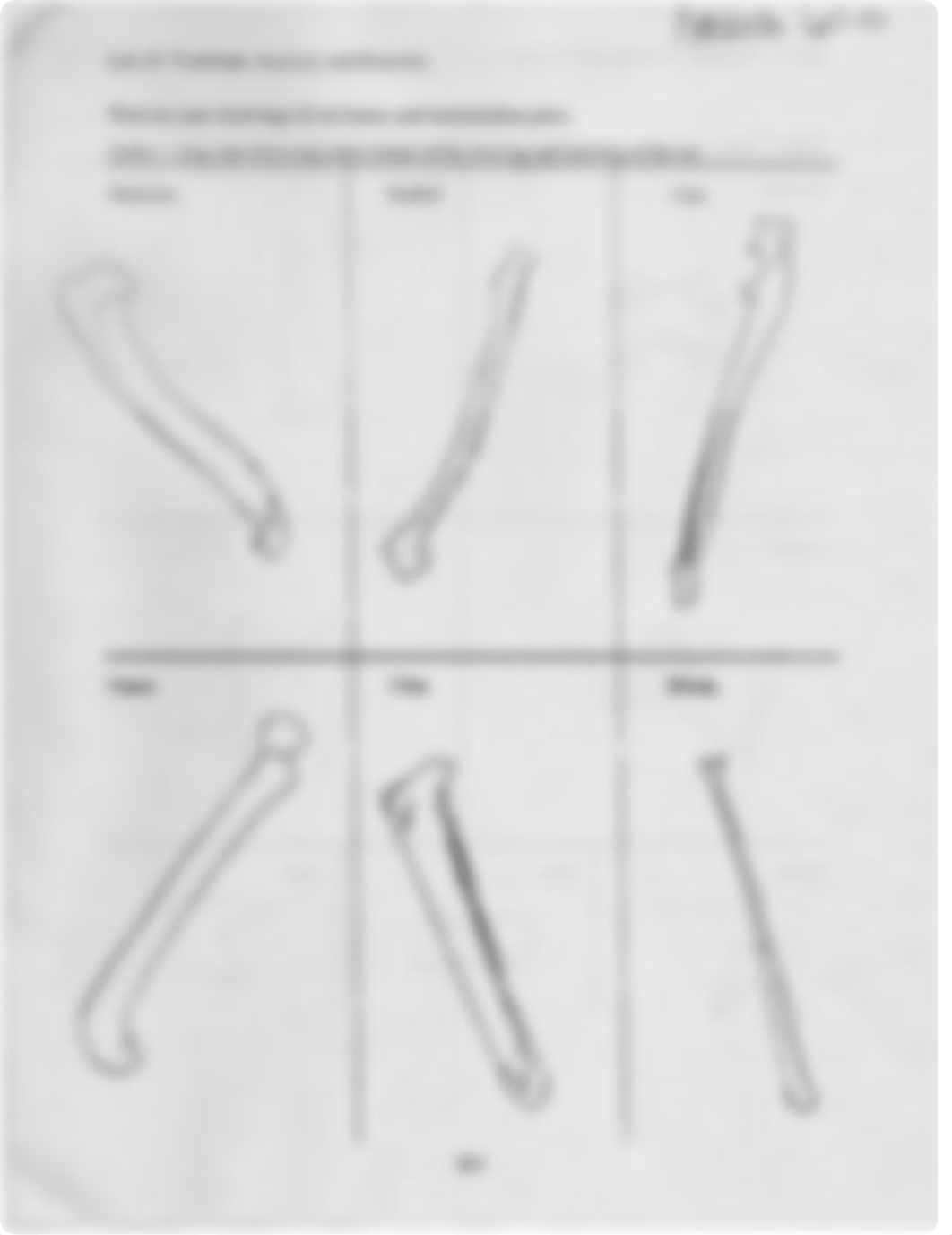 Vertebra Anatomy and Function (Cat, Racoon, and Rabbit)_dirh3gn2bxz_page1