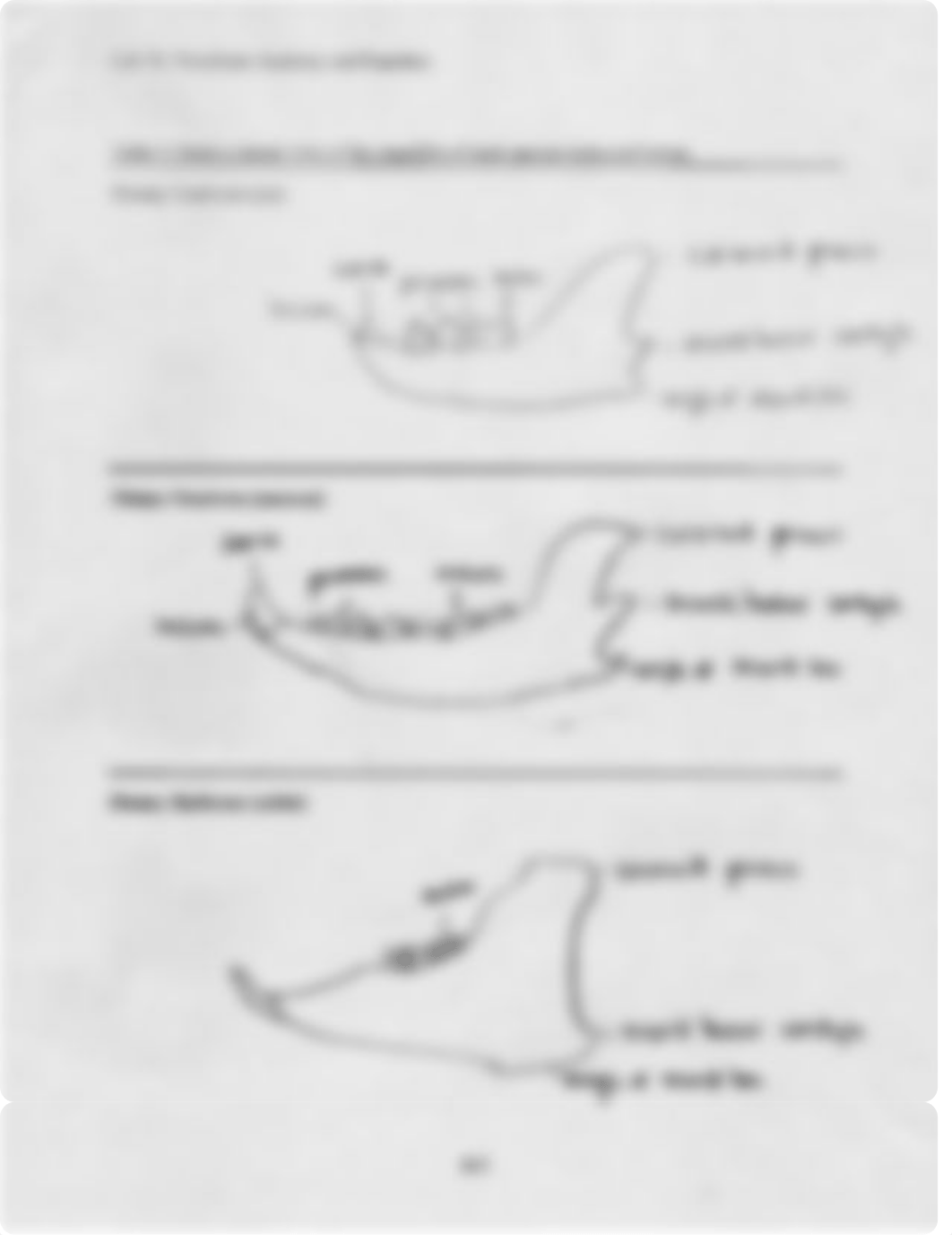 Vertebra Anatomy and Function (Cat, Racoon, and Rabbit)_dirh3gn2bxz_page3