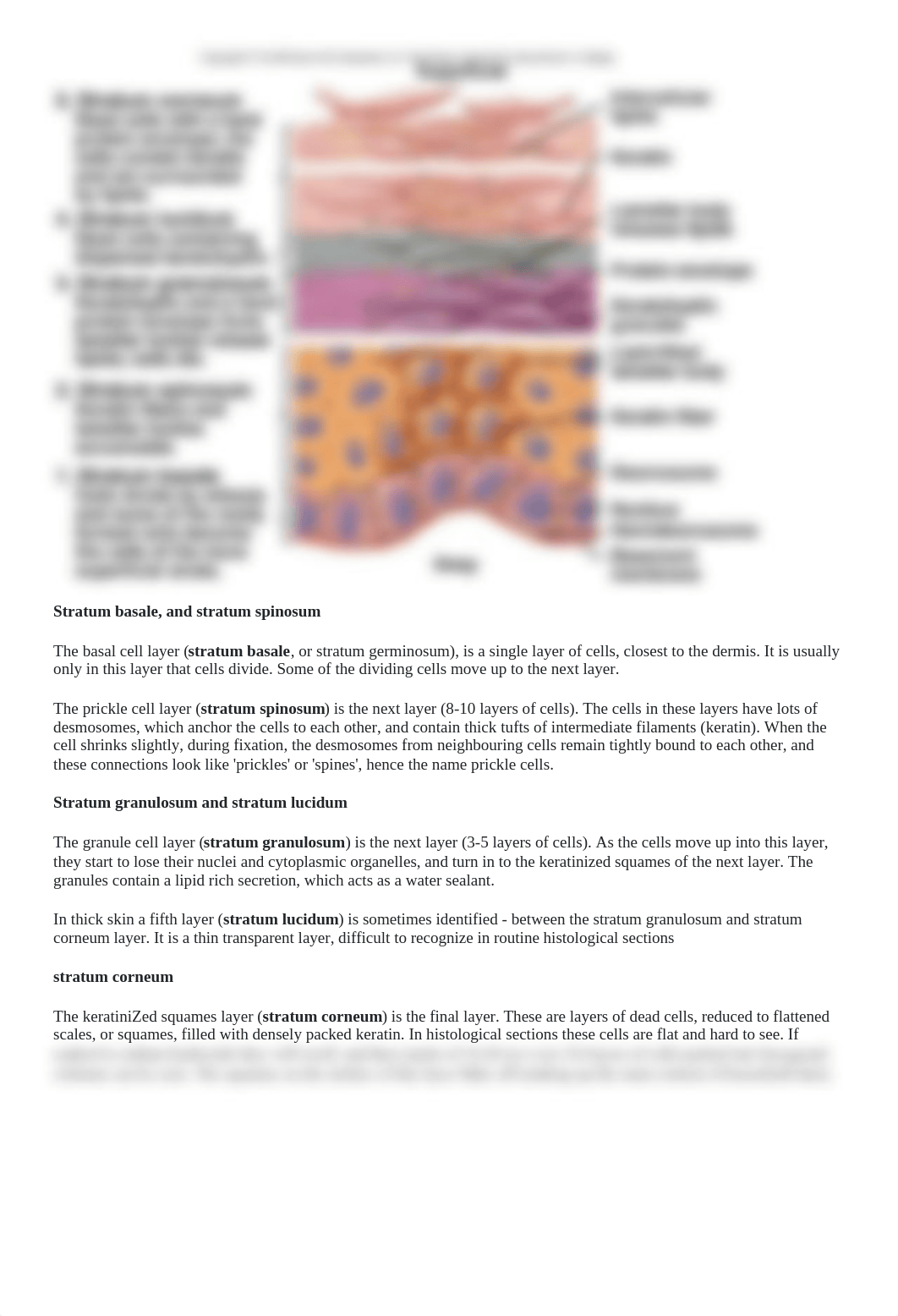 General Biology Skin.docx_dirug1qv9bb_page3