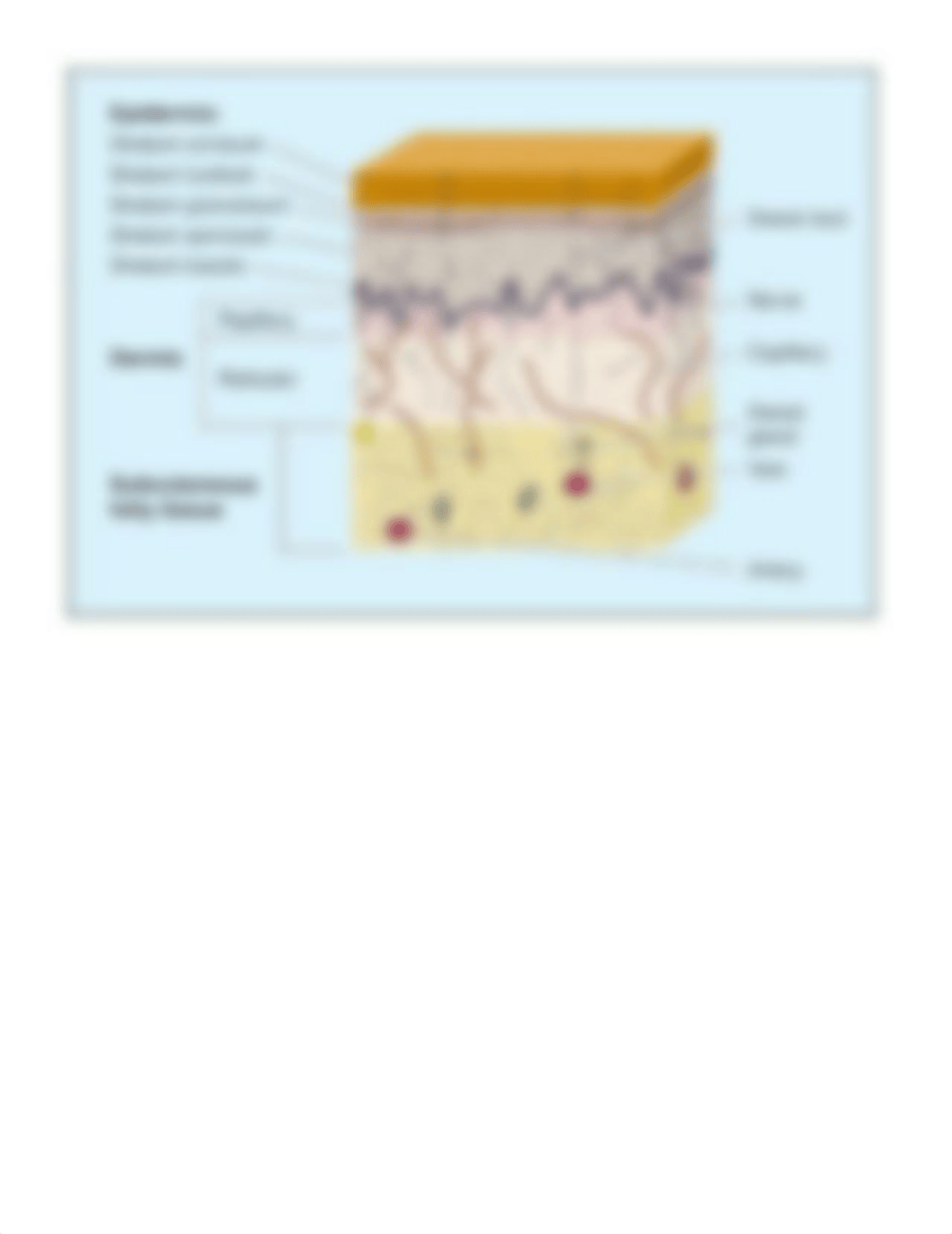 General Biology Skin.docx_dirug1qv9bb_page2