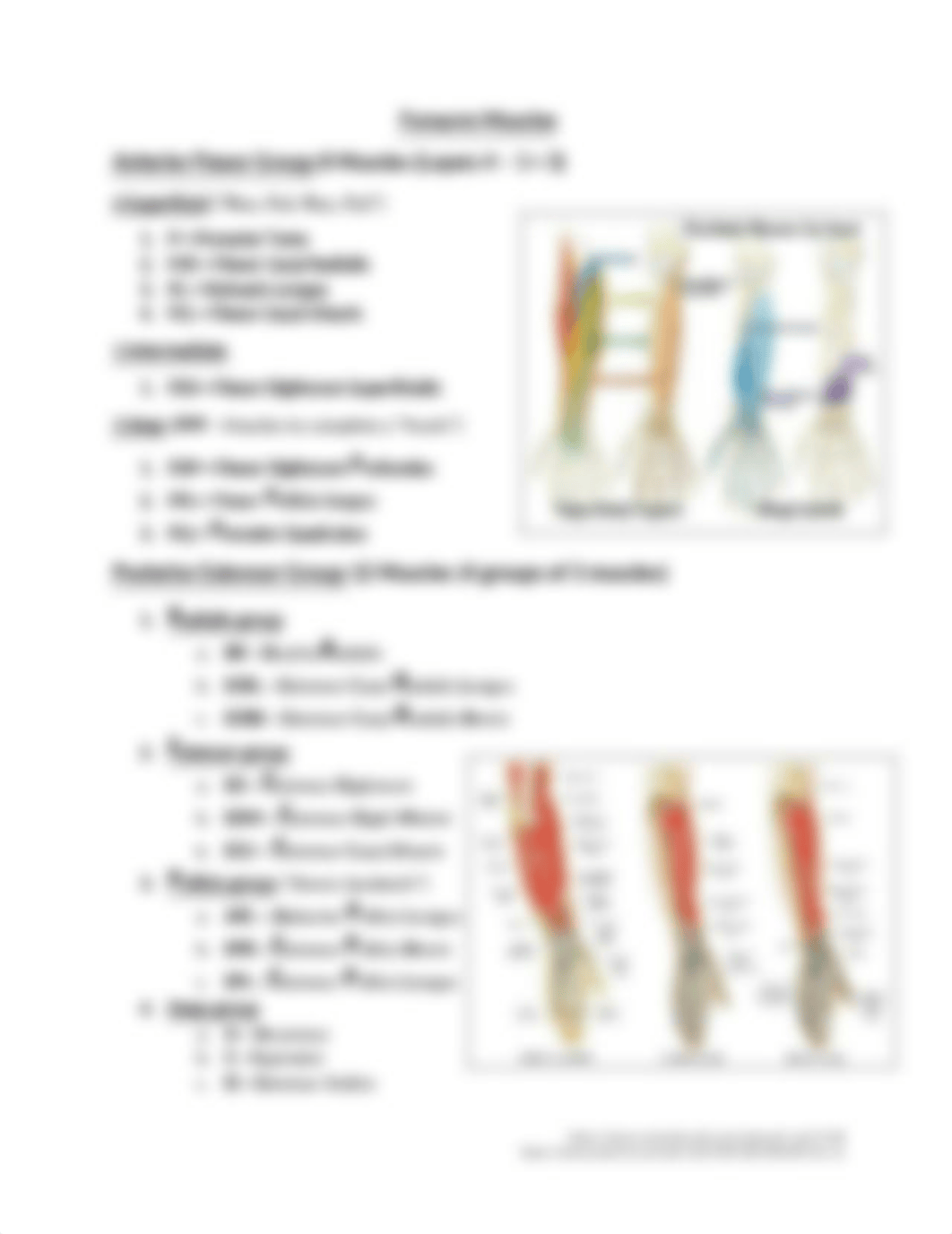 Forearm Muscles 2.docx_dirzmz3ztwj_page1