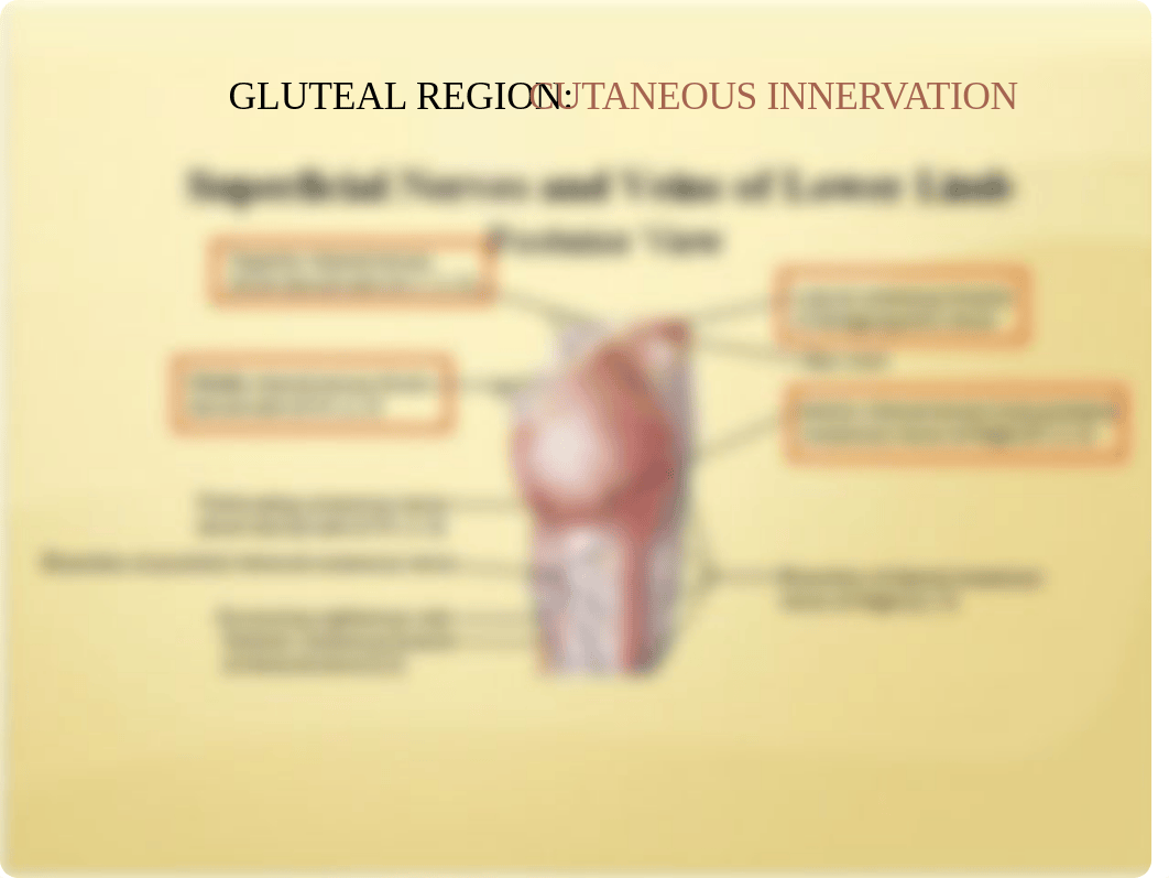 Gluteal Region & Thigh.pptx_dis2jnpjhlt_page3