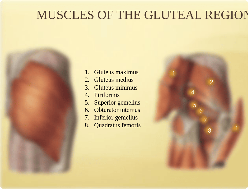 Gluteal Region & Thigh.pptx_dis2jnpjhlt_page5