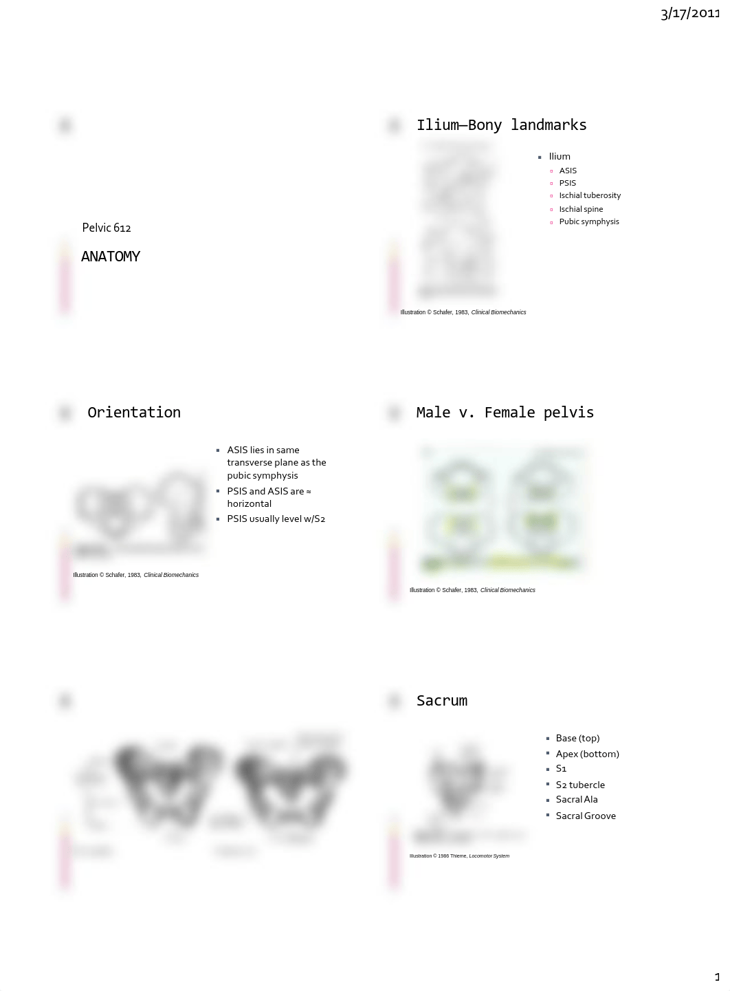 Pelvic Anatomy and X-ray (6 per page)_disv9wmmtft_page1