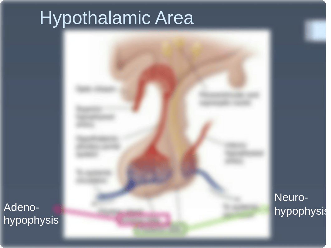 2015 Pharmacology 14 _ 15 Hypothalamus Pituitary (.pptx_dit4qkskz7l_page5