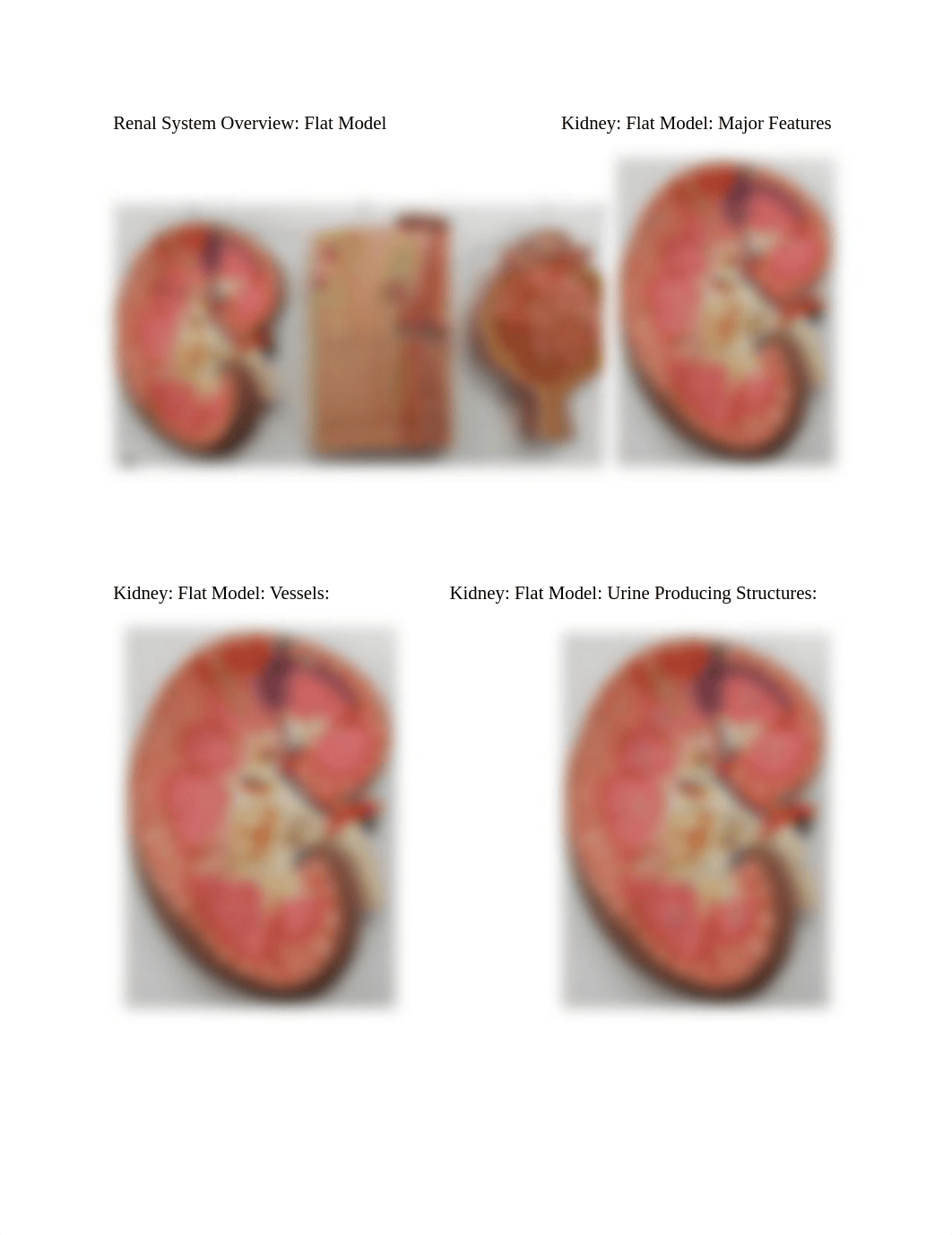 A&P 2 Lab Urinary Quiz.docx_diu1b7r3mut_page1