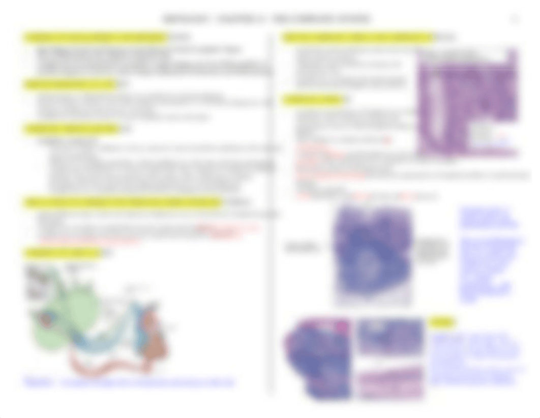 Histo - Lymphatics - BL_diu7sev8230_page3