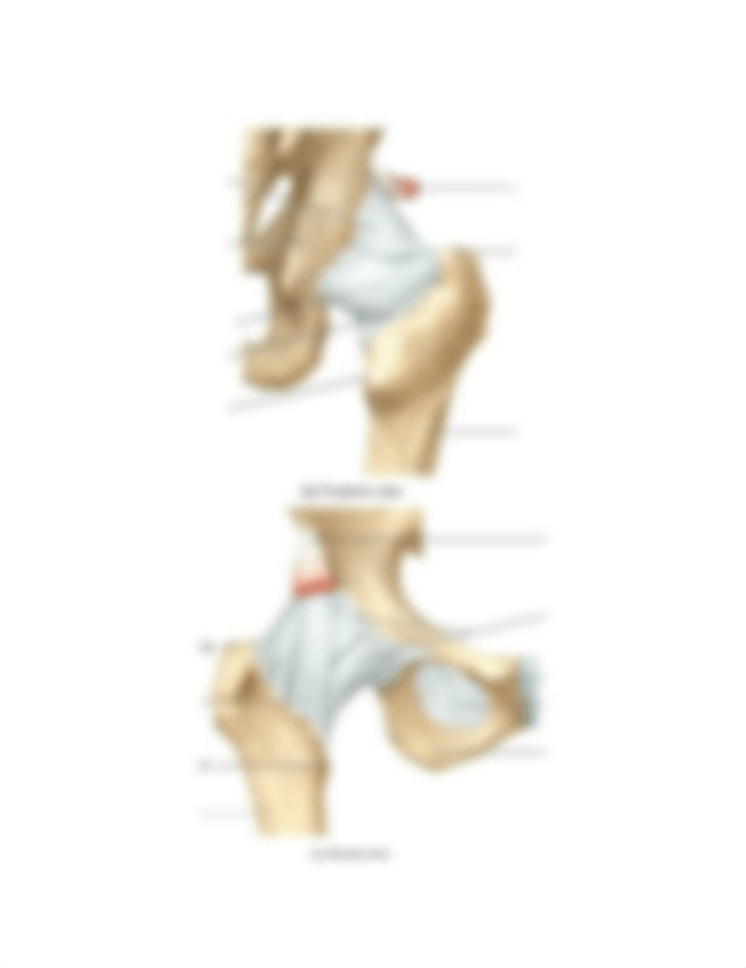 A&P I Exam 4 diagrams.docx_diudy8uox20_page3