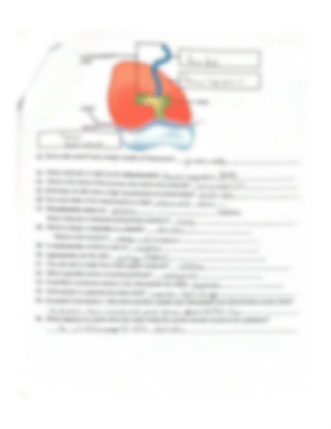 Reading_Guide_Ch_4_The_Cell.pdf_divf1kokaxe_page3