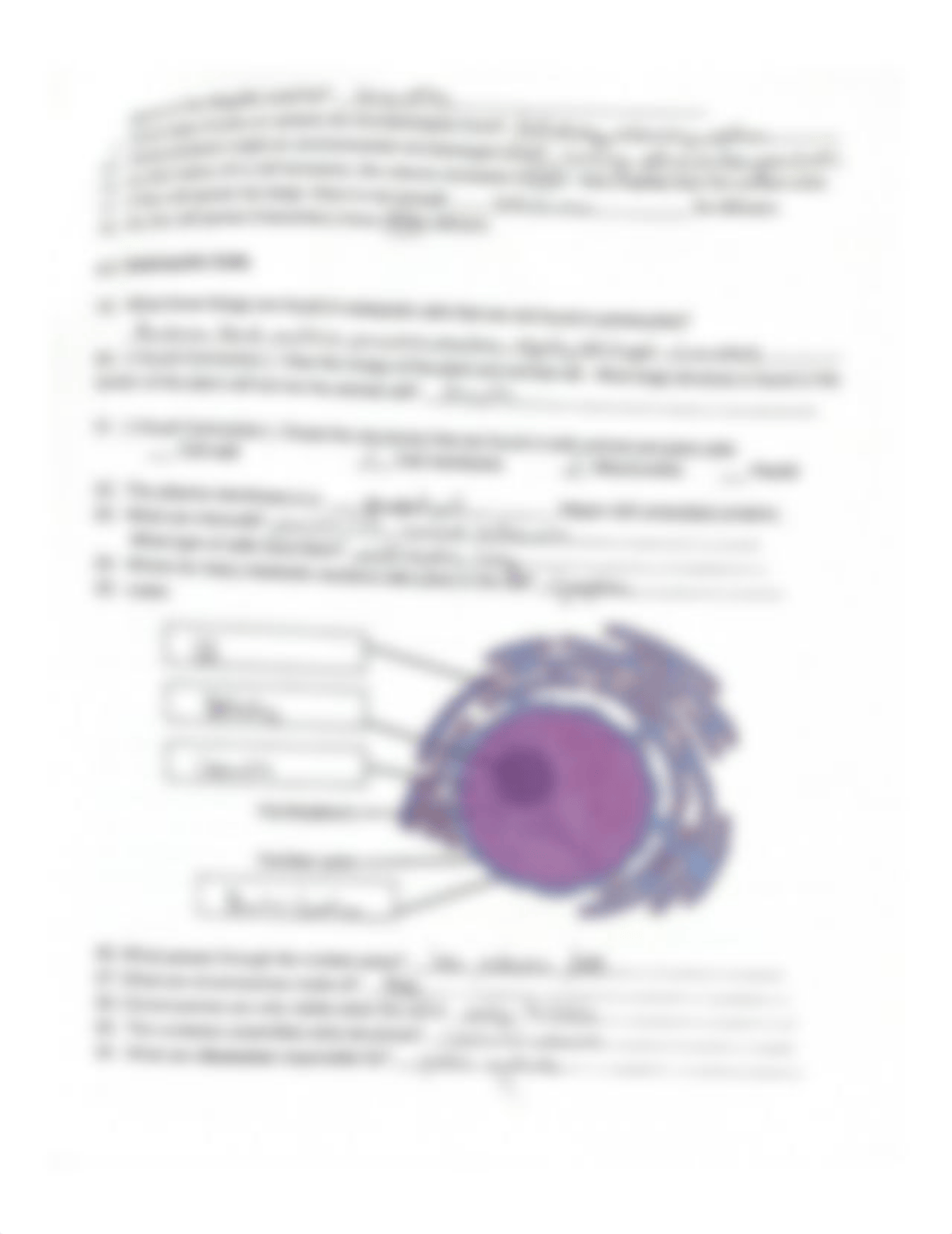 Reading_Guide_Ch_4_The_Cell.pdf_divf1kokaxe_page2